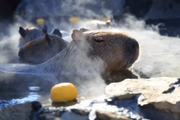 複数のカピバラが湯気の立つ温泉に浸かっている写真。手前のカピバラは気持ちよさそうに目を細めており、お湯には黄色い柑橘類が一つ浮かんでいる。