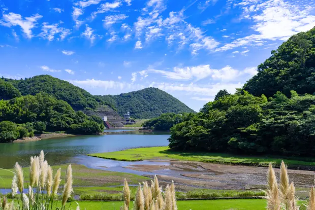 青空の下、緑豊かな山々に囲まれたダム湖の風景。手前にはススキの穂が見え、奥にはダムの堤体も確認できる。