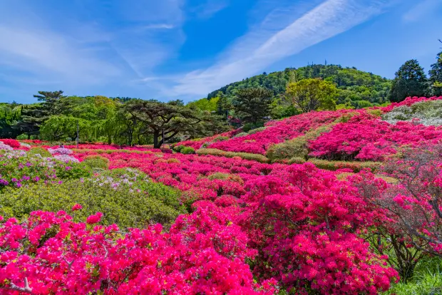 丘の斜面が、鮮やかなピンク色のツツジで埋め尽くされている。背景には緑の山と、飛行機雲が浮かぶ青空が広がっている。