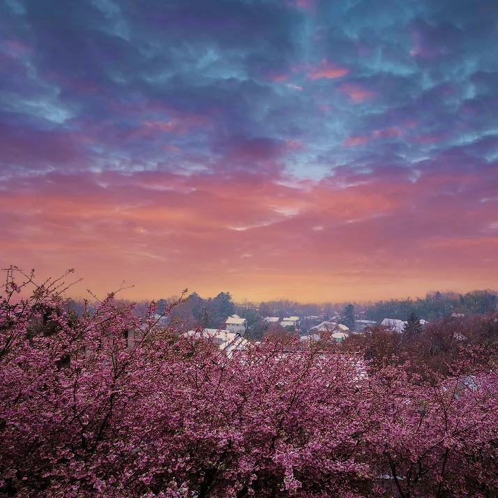 手前に満開の桜の木々が広がり、その奥には家々が点在する街並みが見えます。空には、オレンジ色から青紫色へとグラデーションになった夕焼け雲が広がっています。